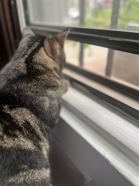 Winter Companion for Mo 🐾
